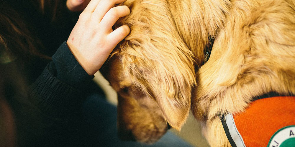 Someone petting a B.A.R.K. dog